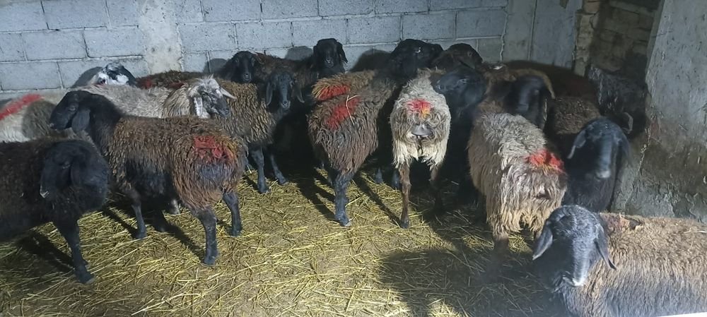 Ярочки 10 месяцев