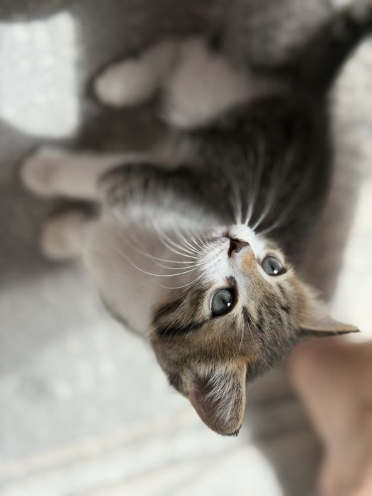 Продам смешанную котейку