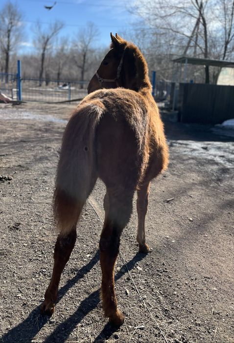 Лошадь Английской породы