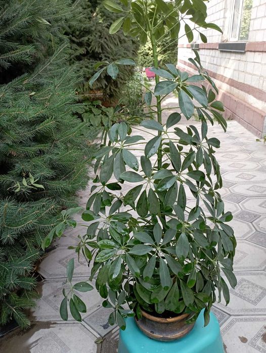 Продам комнатные растения