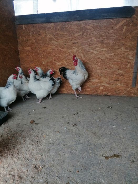 Oua de încubat din rasa sussex și gât golaș de Transilvania