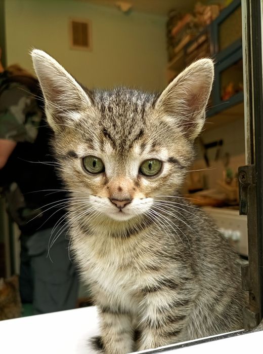 Котёнок мальчик продам.