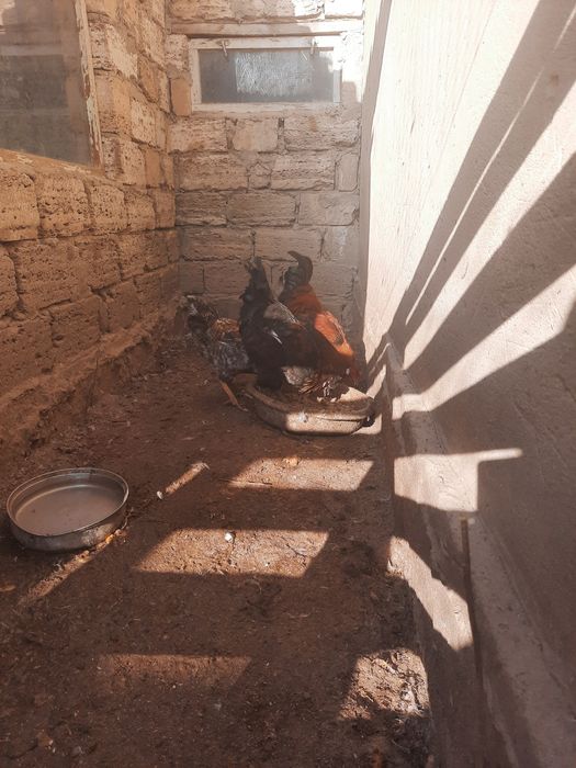 Петух/ Әтеш сатылады