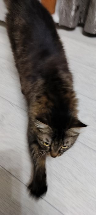 Отдам в хорошие руки кошку