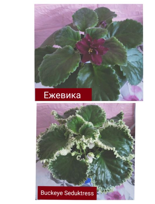Красивые,разноцветные подоконники!!!