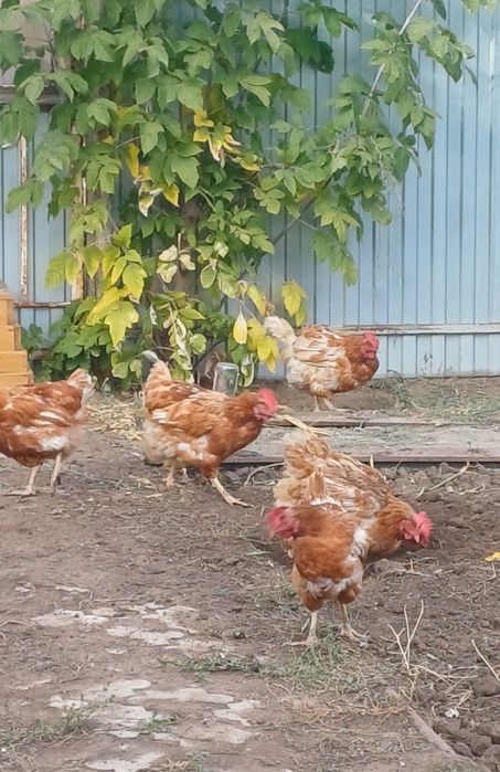 Продам кур несушки