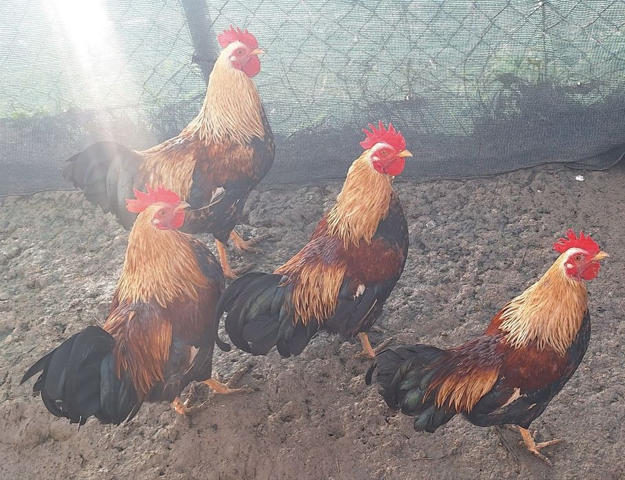 Cocosi olandezi talie mica