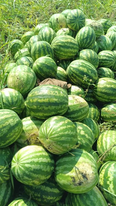 Pepeni verzi de vânzare Perieni