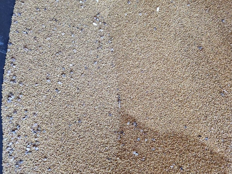 Продается семена клевера, многолетний богарный.