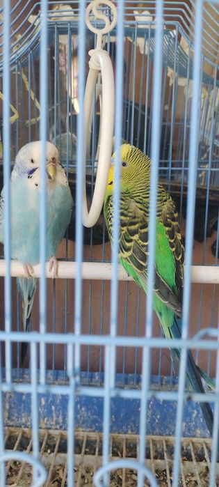 Животные птицы папугай