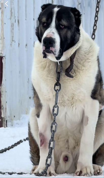 Алабай супер тяж щенки