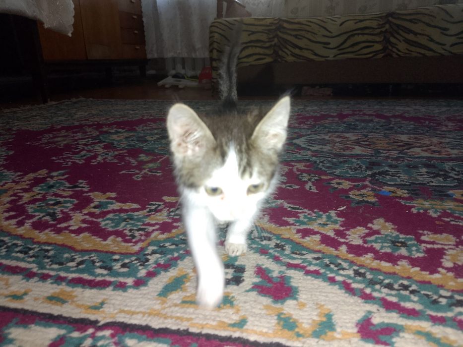 Отдам котёнка в добрые руки