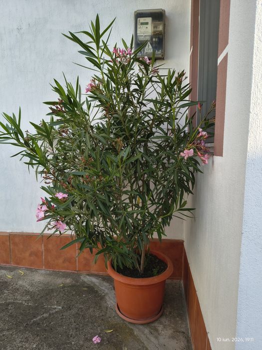 Leandru bicolor 170 cm