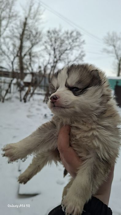 Щенки в добрые руки