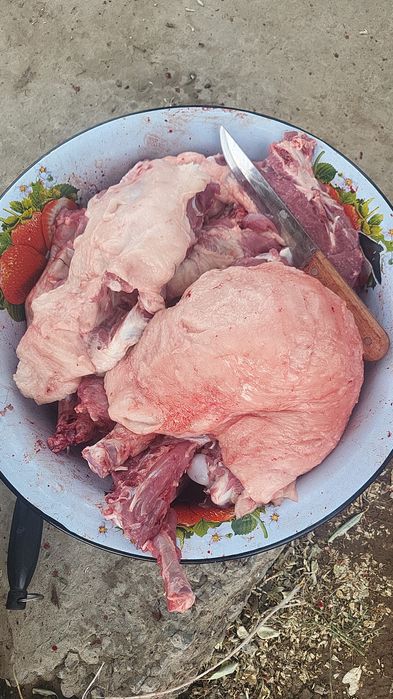 Токты   бар   Семиз