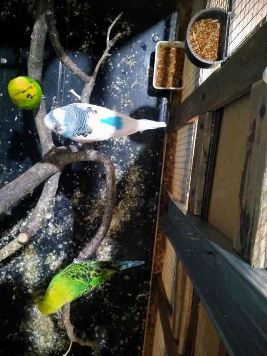 Попугай волнистый