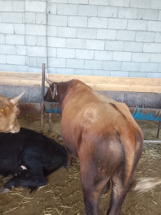 12 Бас бұқа зор бұқалар