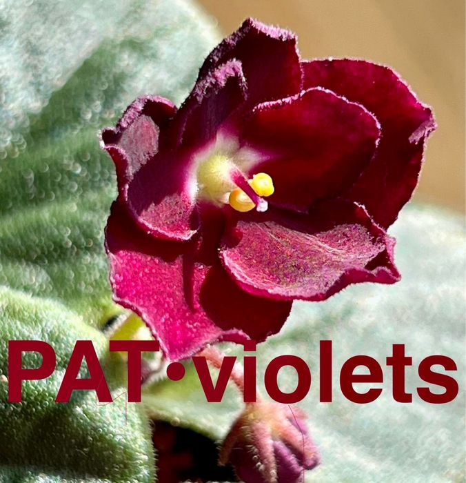 Сейнтполия Saintpaulia African Violet Сентполия Сенполия