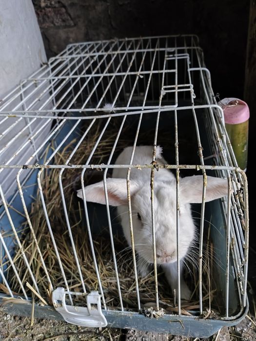 Продам кролика с клеткой