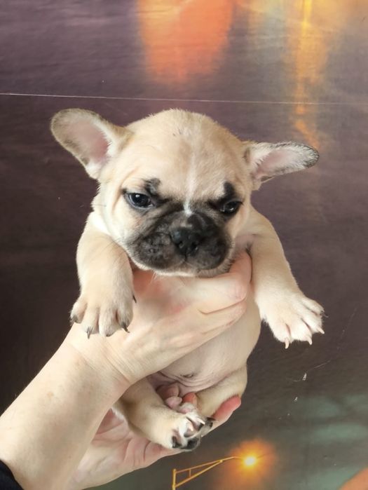 Продам щенков французский бульдог