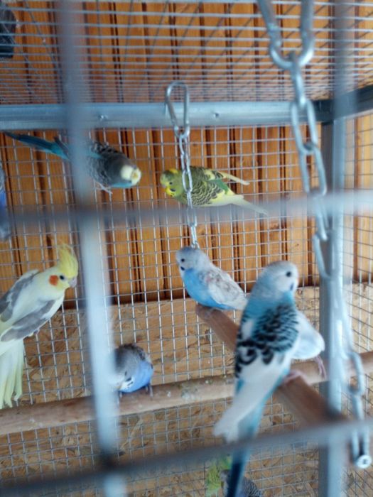 Продавам вълнисти папагали