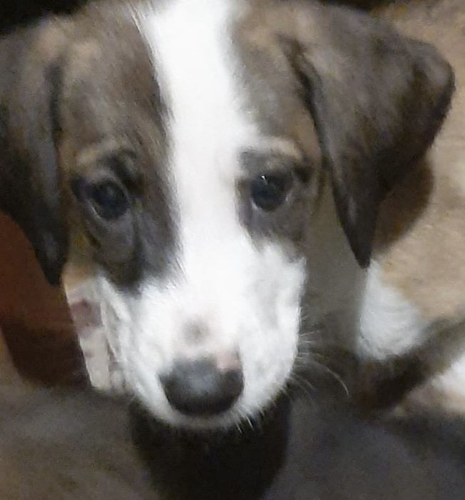 Щенки в добрые руки