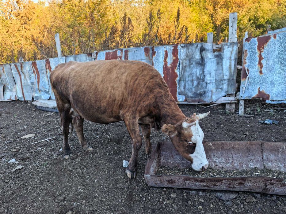 Продам крупно рогатый скот