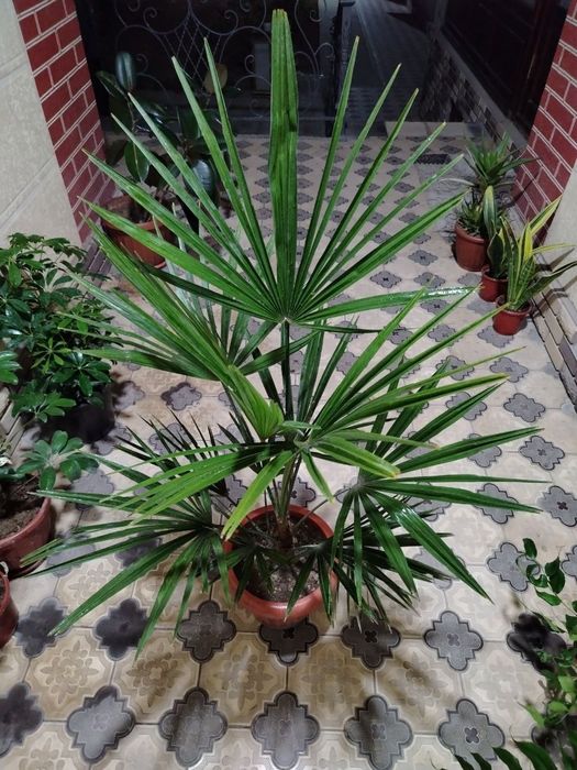 Комнатные растения, цветы, Honaki gullar, Optom va donaga, Gul, Цветы