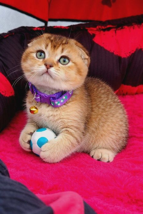 Золотая шиншилла  скотиш фолд