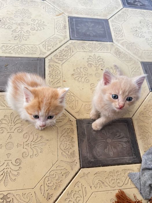 Отдадим котят в хорошие руки!