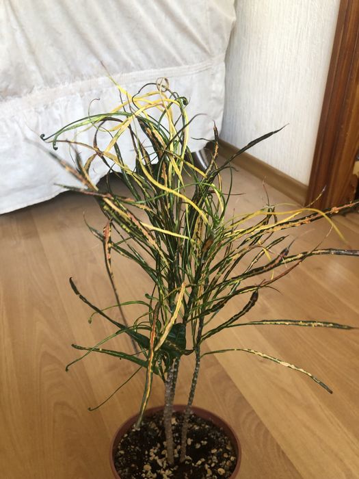 Продам кротоны , разные сорта