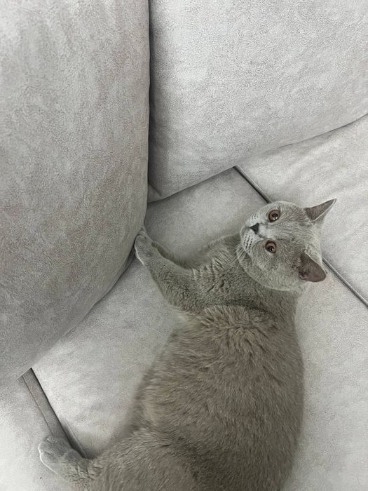Британский короткошерстный кот для вязки