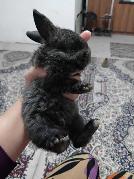 Quyon bollari sotiladi