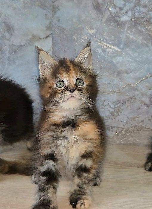 Мейн-кун котята с питомника