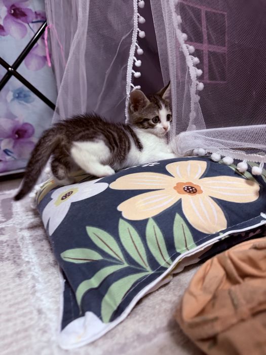 Котенок бесплатно