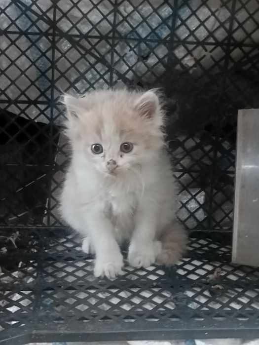 Дарю котят крысыловы