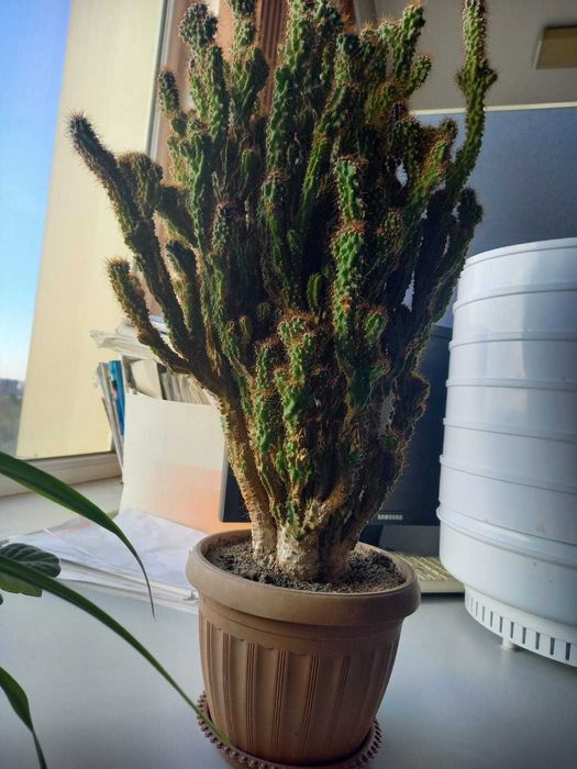 Кактус дерево 62 см