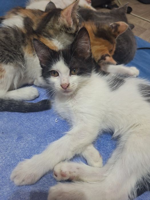 Котята ищет дом бесплатно