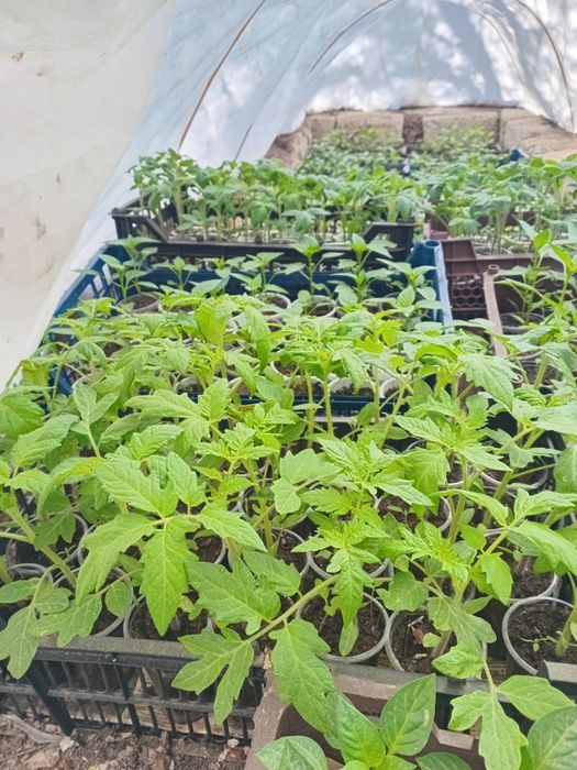 Рассада Помидоры, Перец, Огурцы