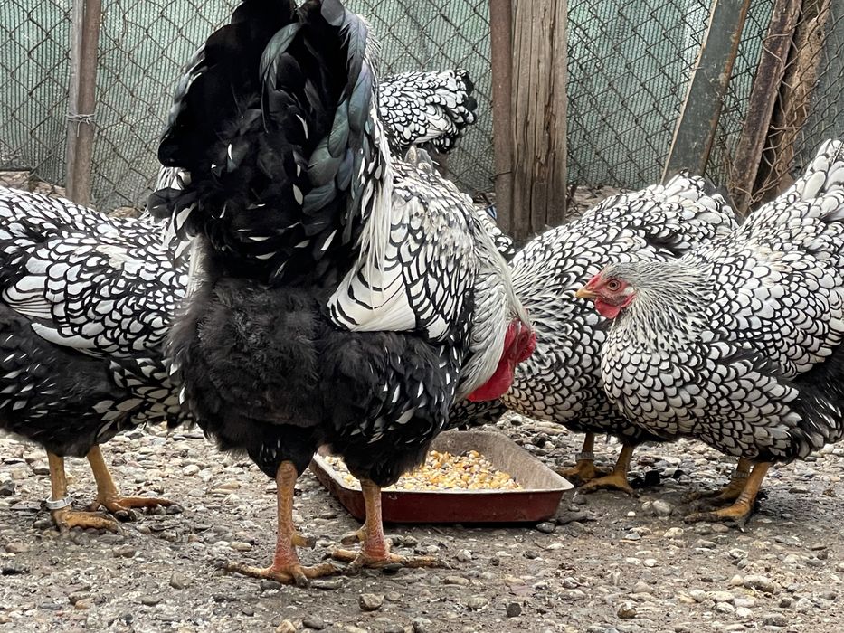 Oua disponibile  arginitiu