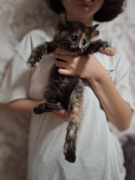 Одам котят в добрые руки