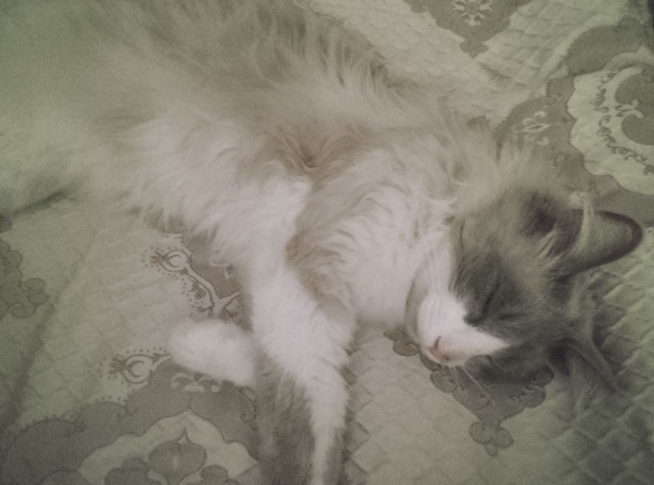 Ragdoll mushuk sotiladi
