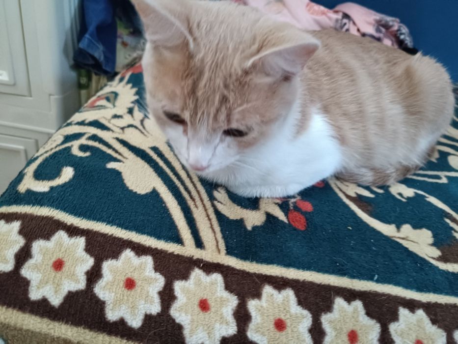 Отдам кошку срочно