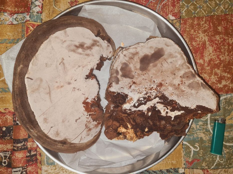 Tincturi dubla extractie Coada curcanului, Ganoderma, (reishi) etc
