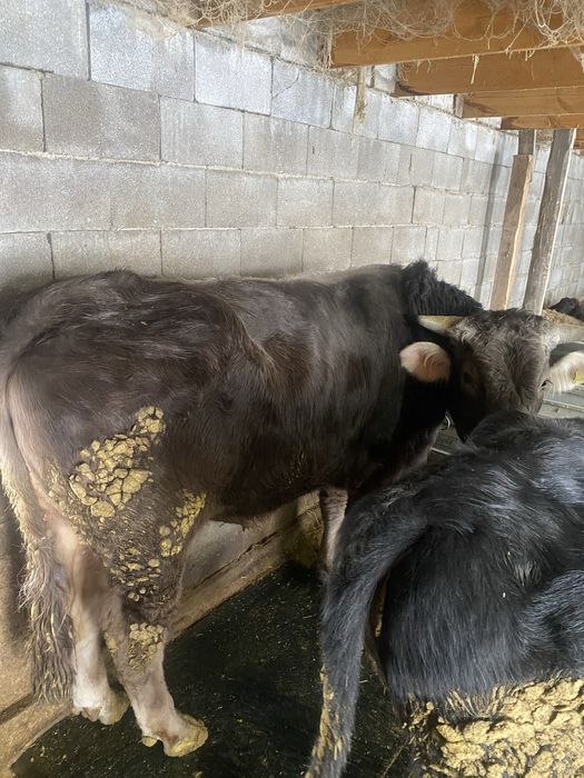 Бык Алатауской породы