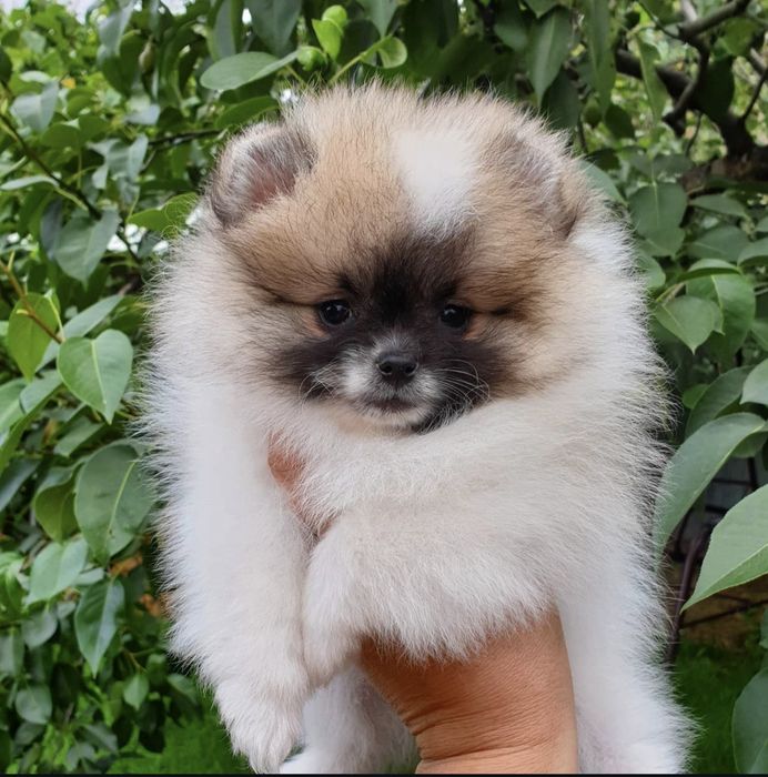 Продаются щенки шпица