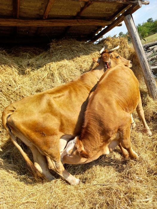 Vaca cu vitea tanara