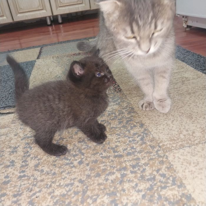 Катенки отдам даром