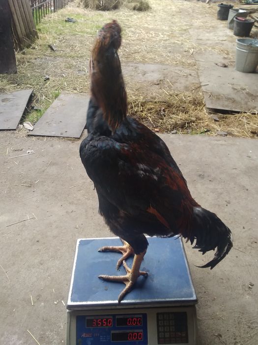 Dakang xoroz 3.5kg toza qon