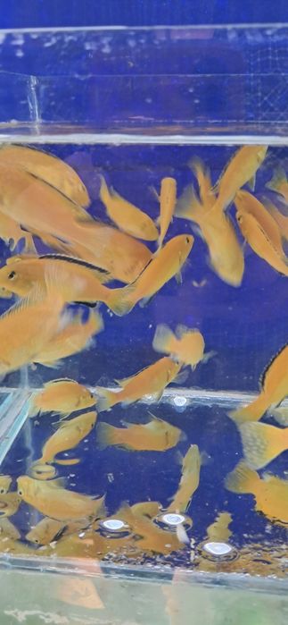 Калибри Лабидохромис эллоу